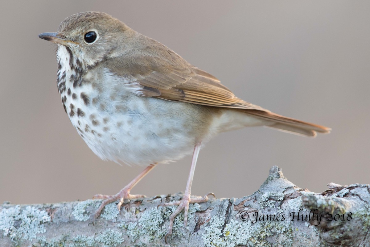 Hermit Thrush - ML109025731