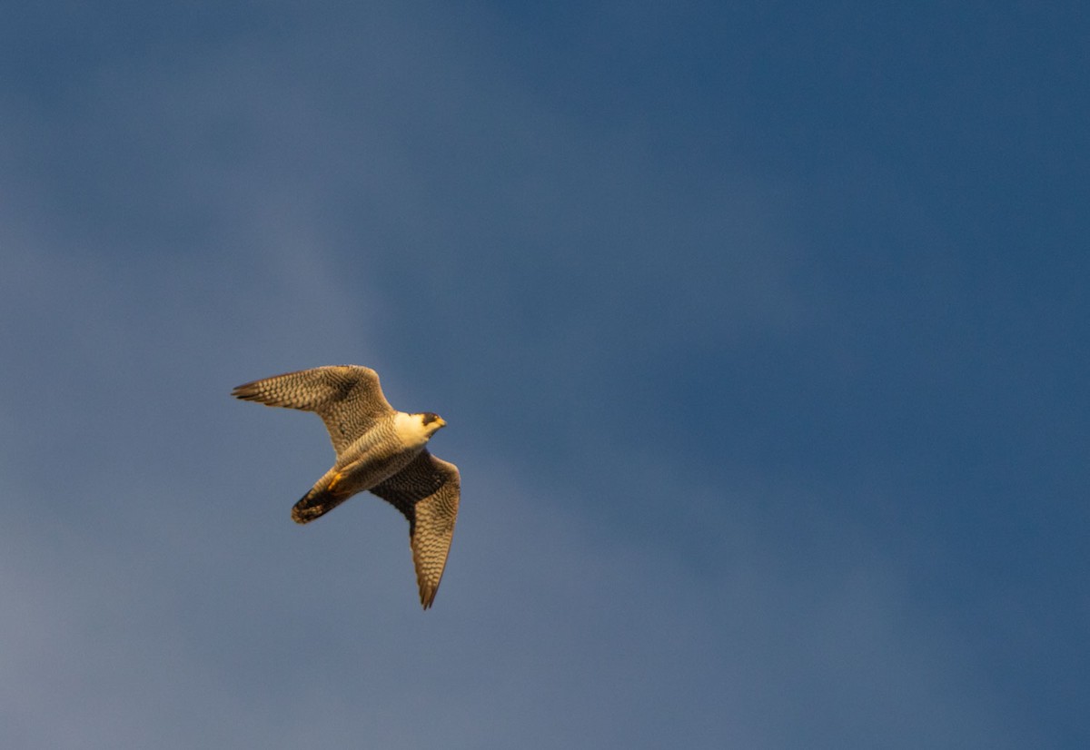 Peregrine Falcon (South American) - Sebastián Saiter Villagrán