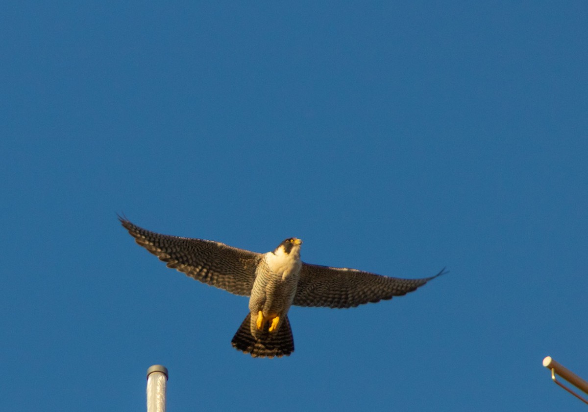 sokol stěhovavý (ssp. cassini) - ML109025851