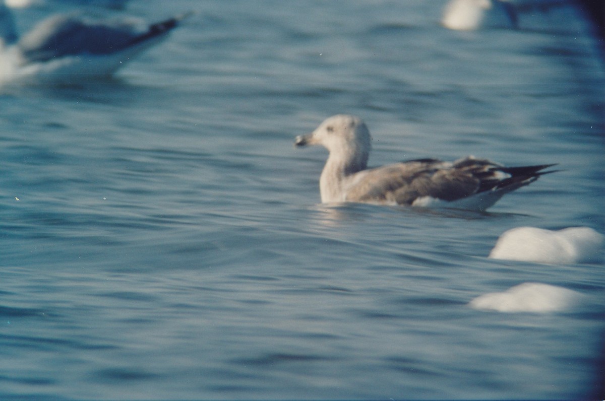 Yellow-footed Gull - ML109026781