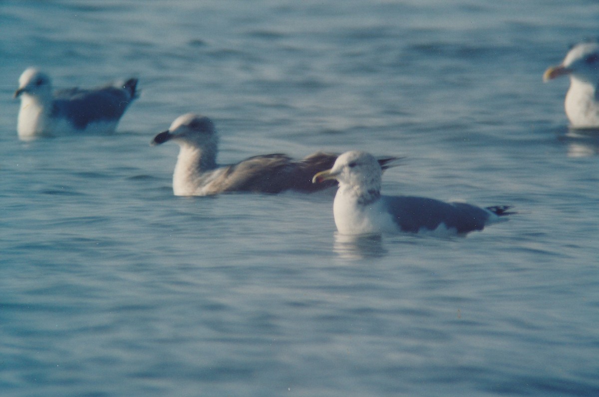 Yellow-footed Gull - ML109026791