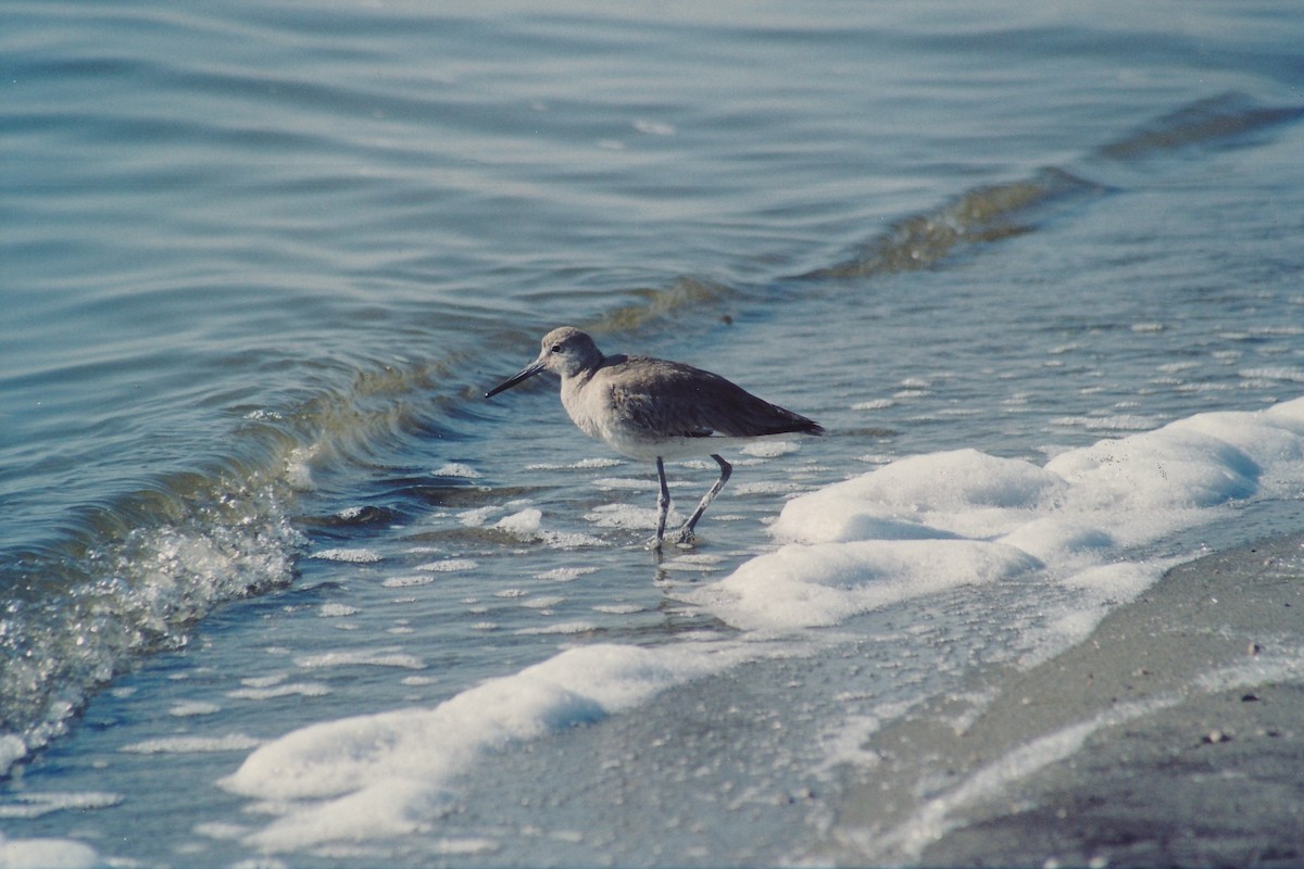 Willet - ML109026951