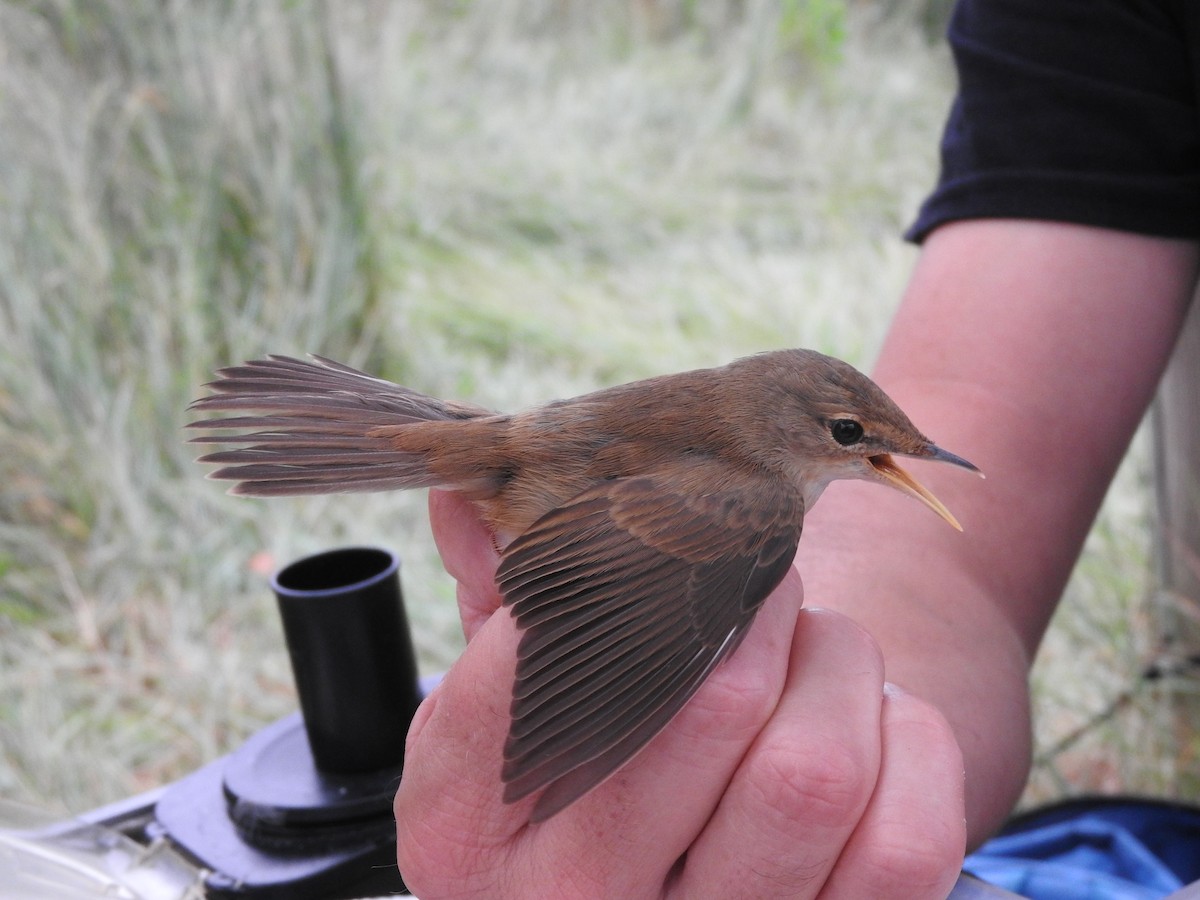 Common Reed Warbler - ML109028131