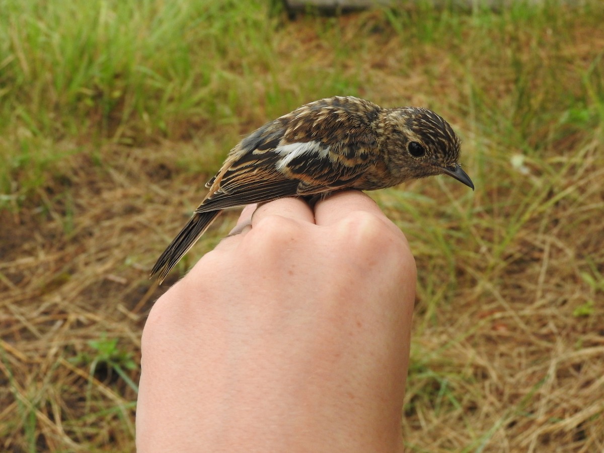 European Stonechat - Aidan Coohill