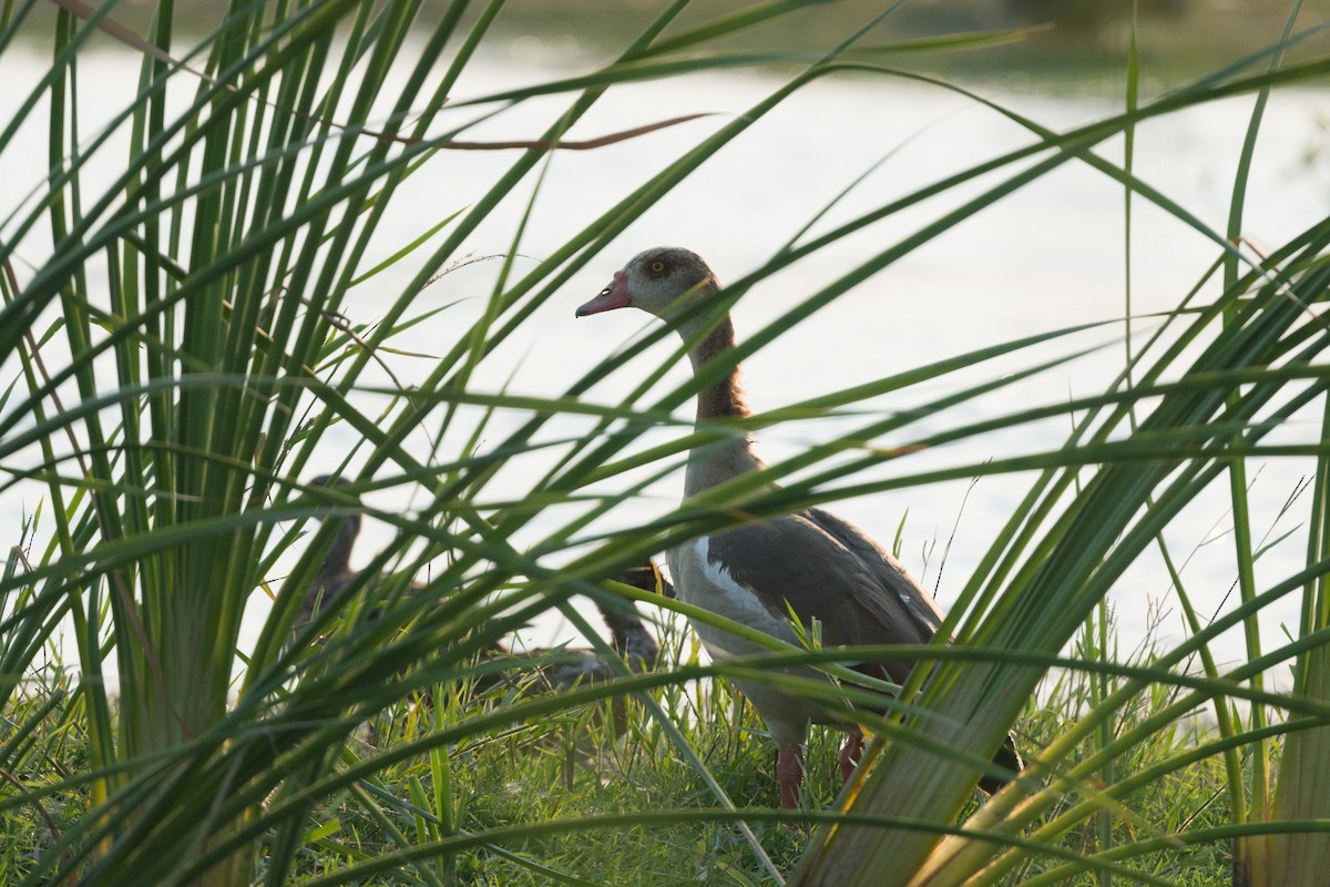 Egyptian Goose - ML109029621
