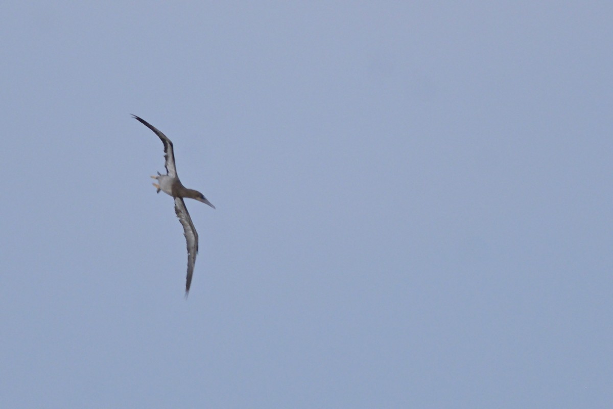 Brown Booby - ML109029891