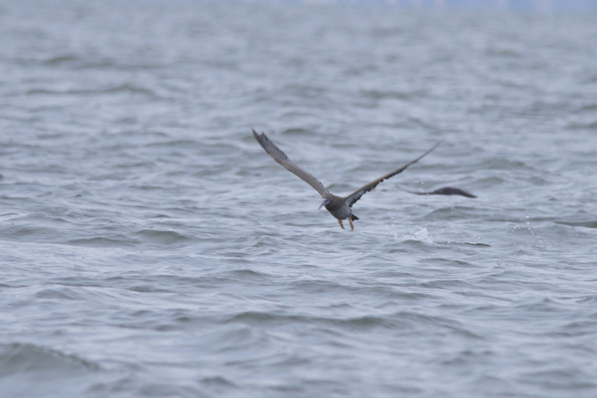 Brown Booby - ML109029981