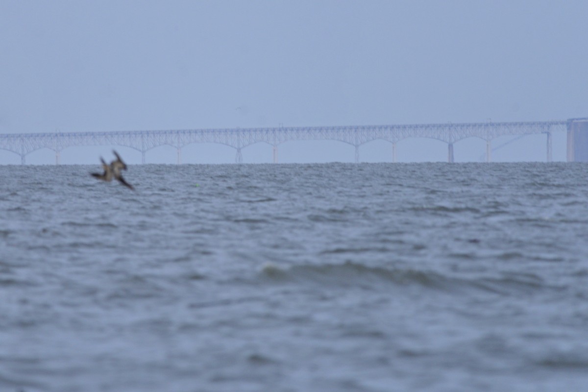 Brown Booby - ML109030021