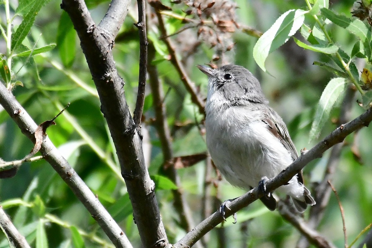 Bell's Vireo - Sia McGown