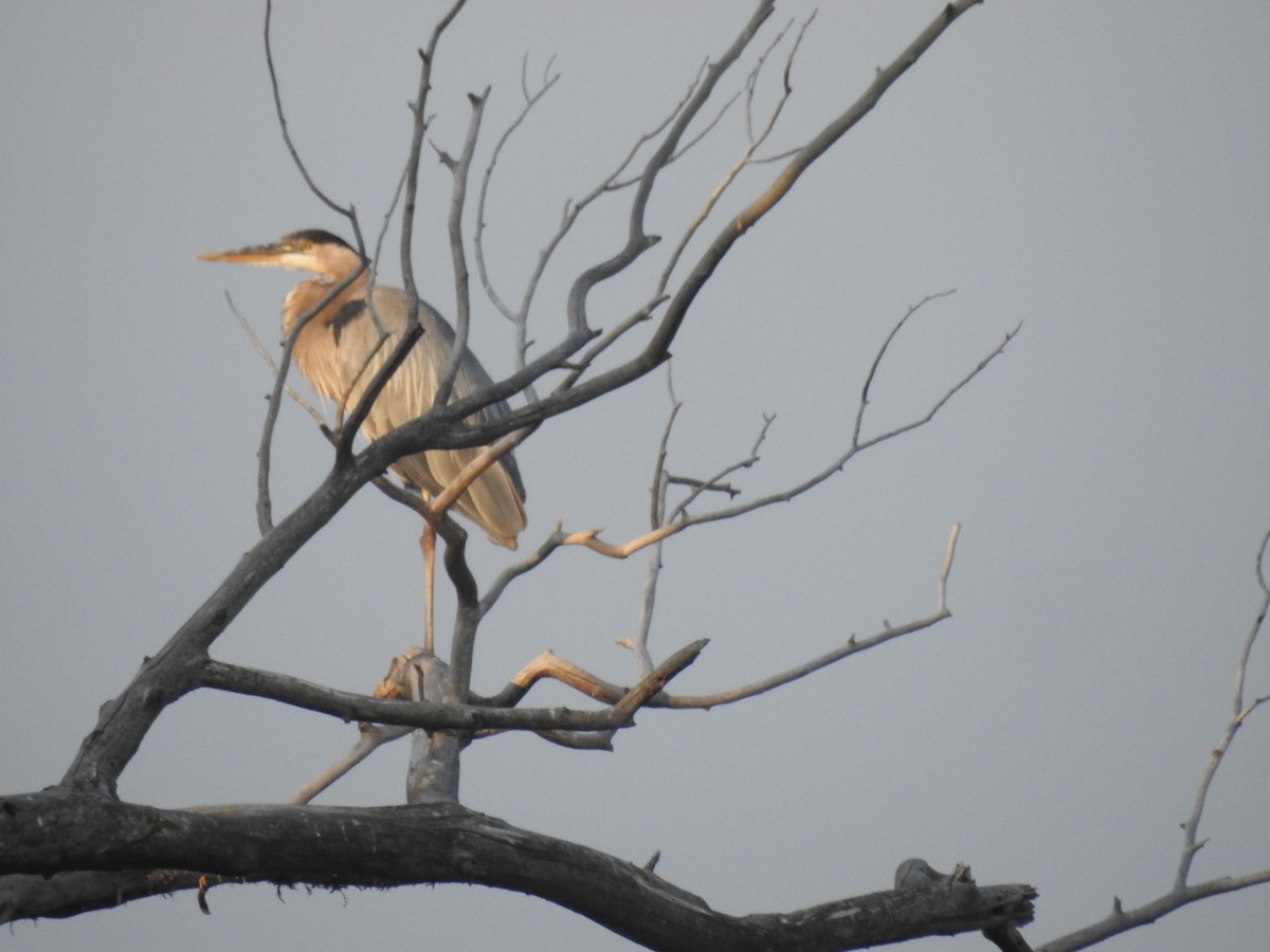 Great Blue Heron - ML109030251