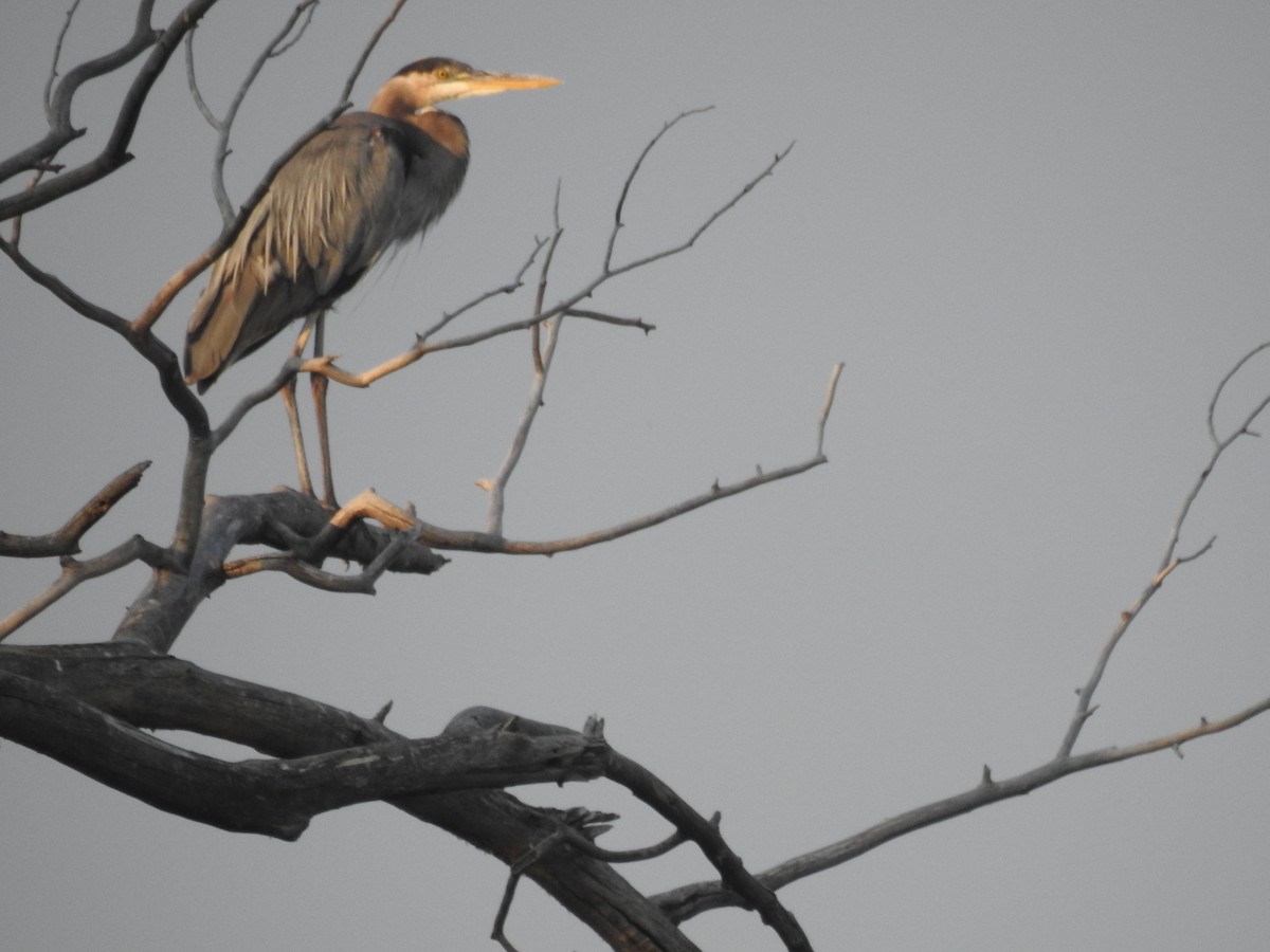 Great Blue Heron - ML109030261