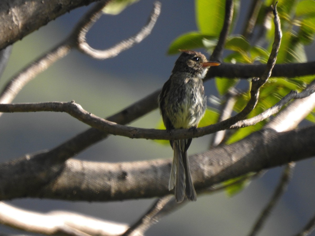 Pileated Flycatcher - ML109030761