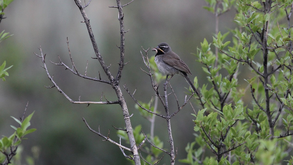 Black-throated Sparrow - ML109030861