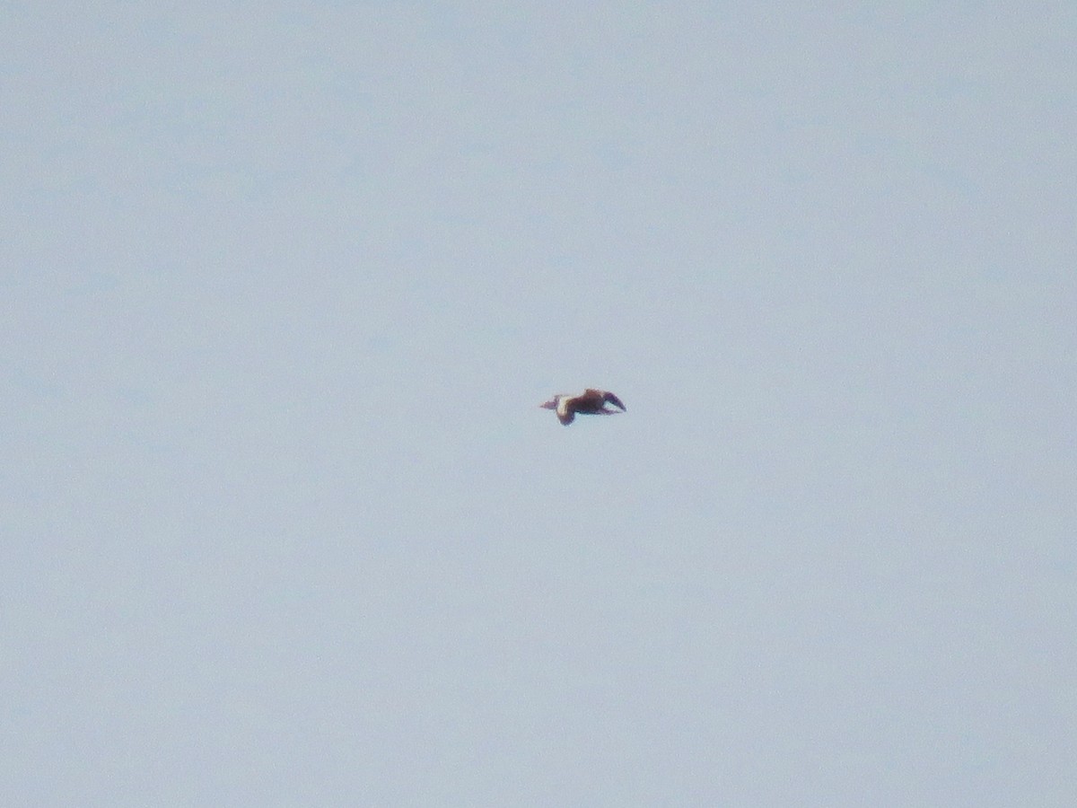 Black-bellied Whistling-Duck - ML109031351