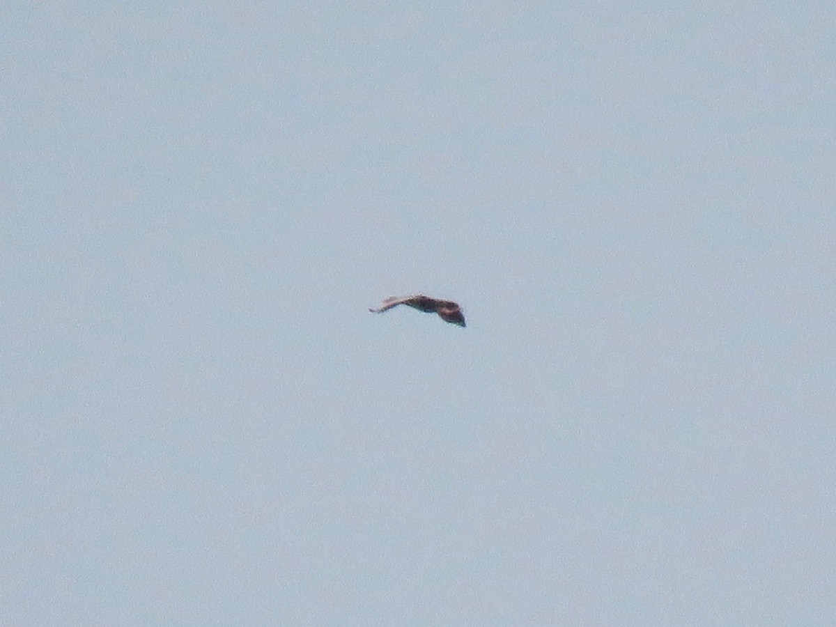 Black-bellied Whistling-Duck - ML109031361