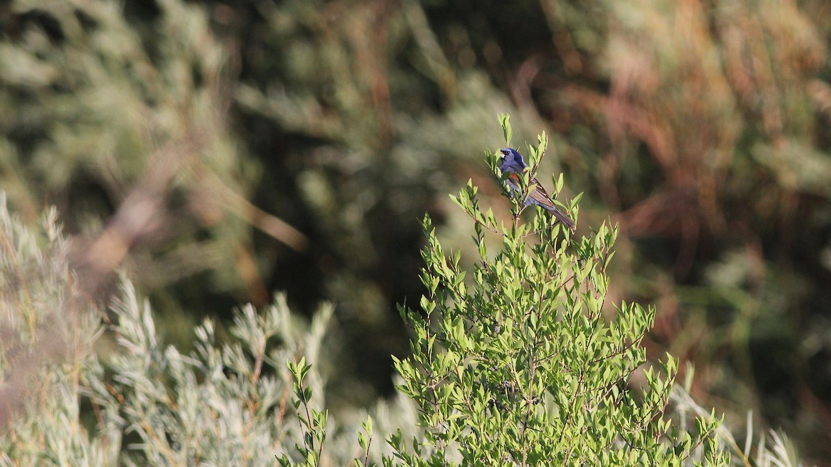 Blue Grosbeak - ML109031571