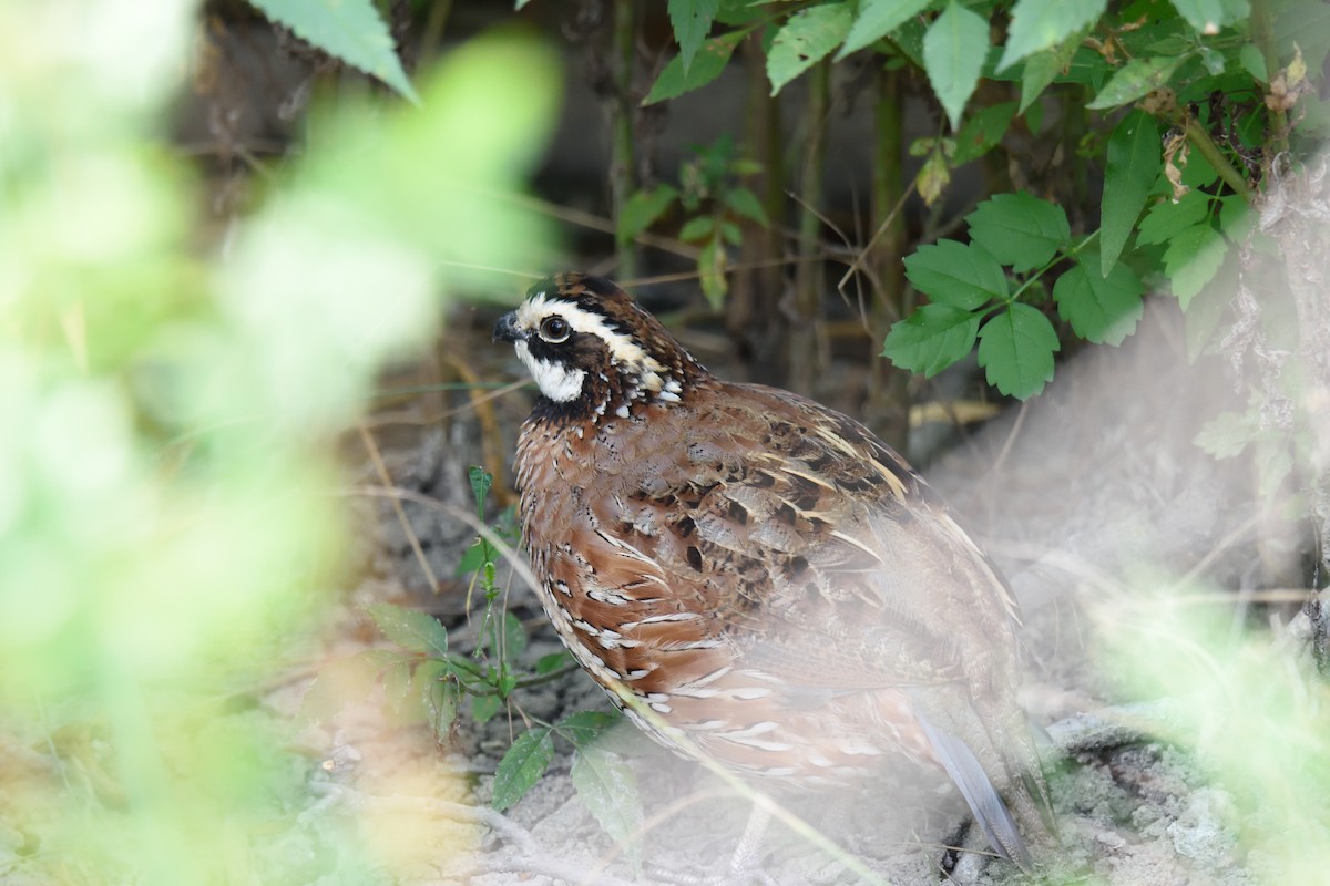 Northern Bobwhite - ML109031641