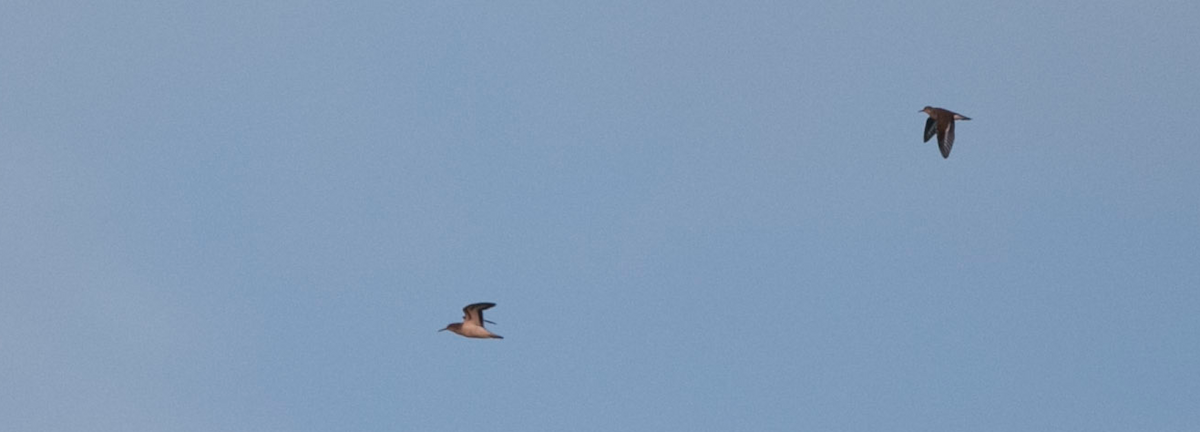Spotted Sandpiper - Brandon Holden