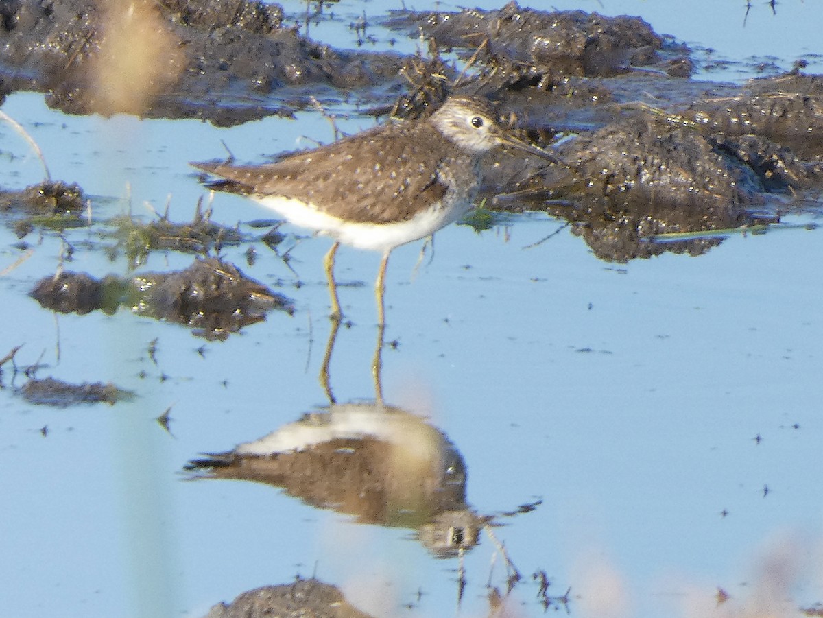 Solitary Sandpiper - ML109032641
