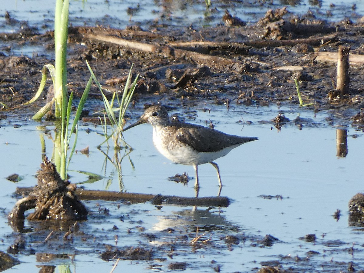 Solitary Sandpiper - ML109032661