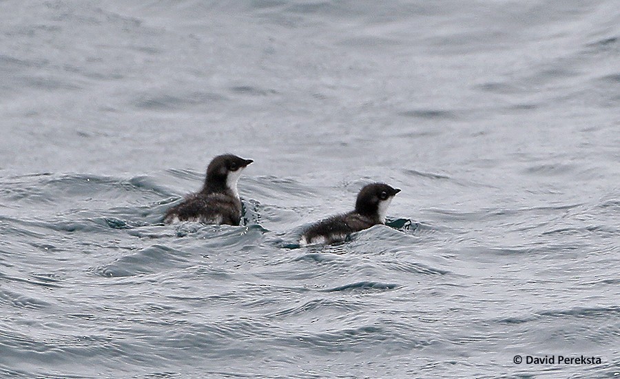 Scripps's Murrelet - ML109033201