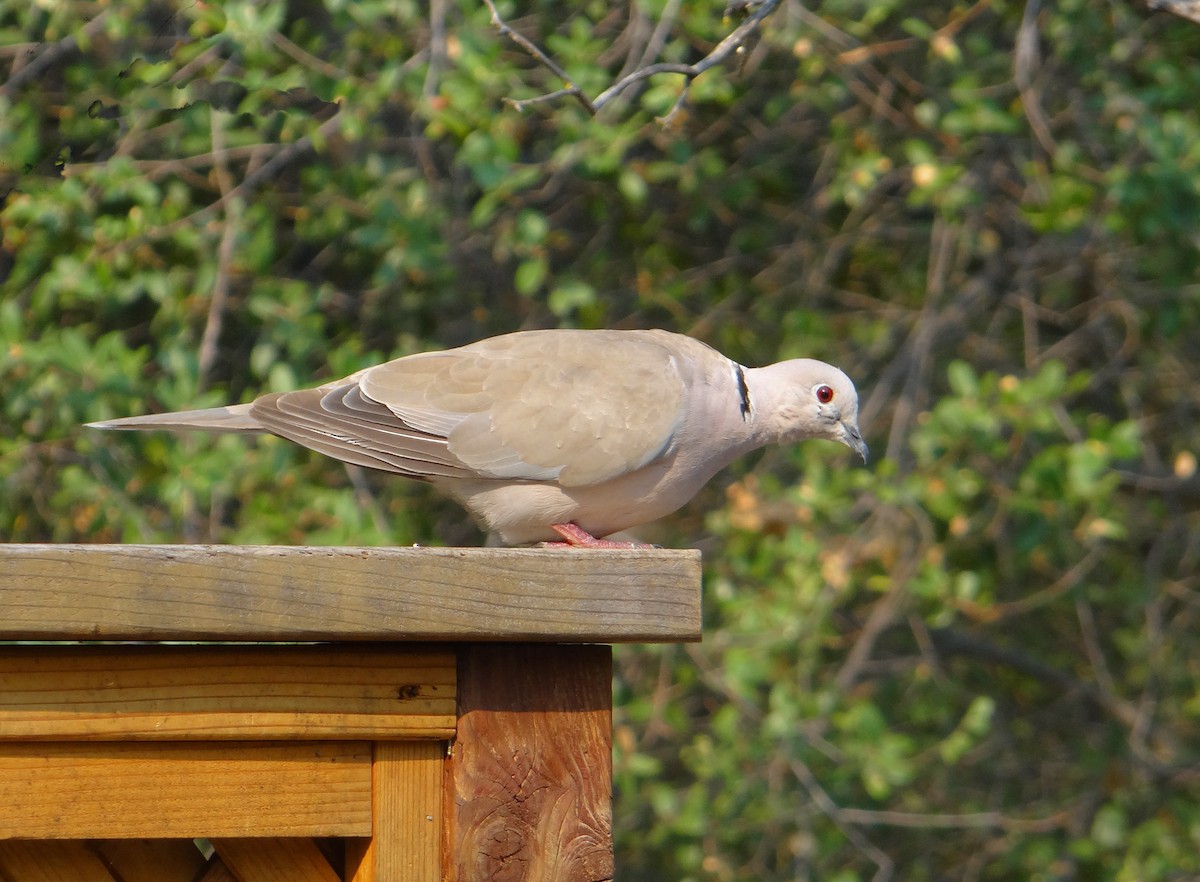 Eurasian Collared-Dove - Cara Barnhill