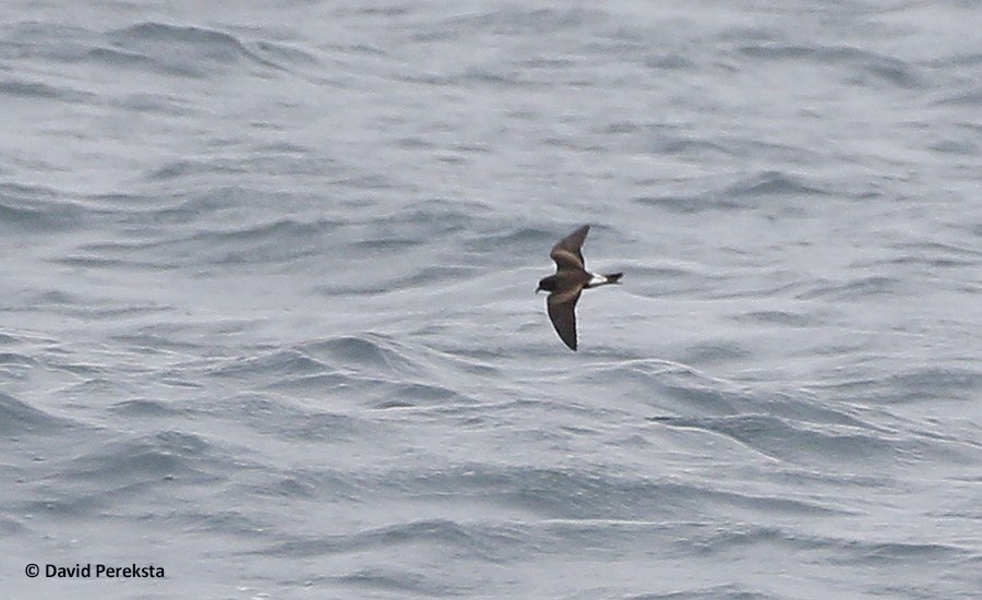 Leach's Storm-Petrel (Leach's) - ML109033781