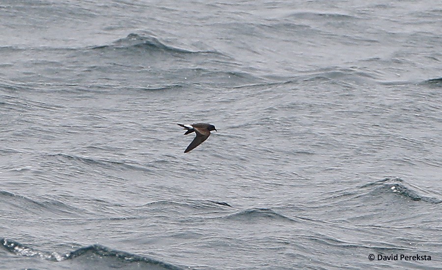 Townsend's Storm-Petrel - ML109034351