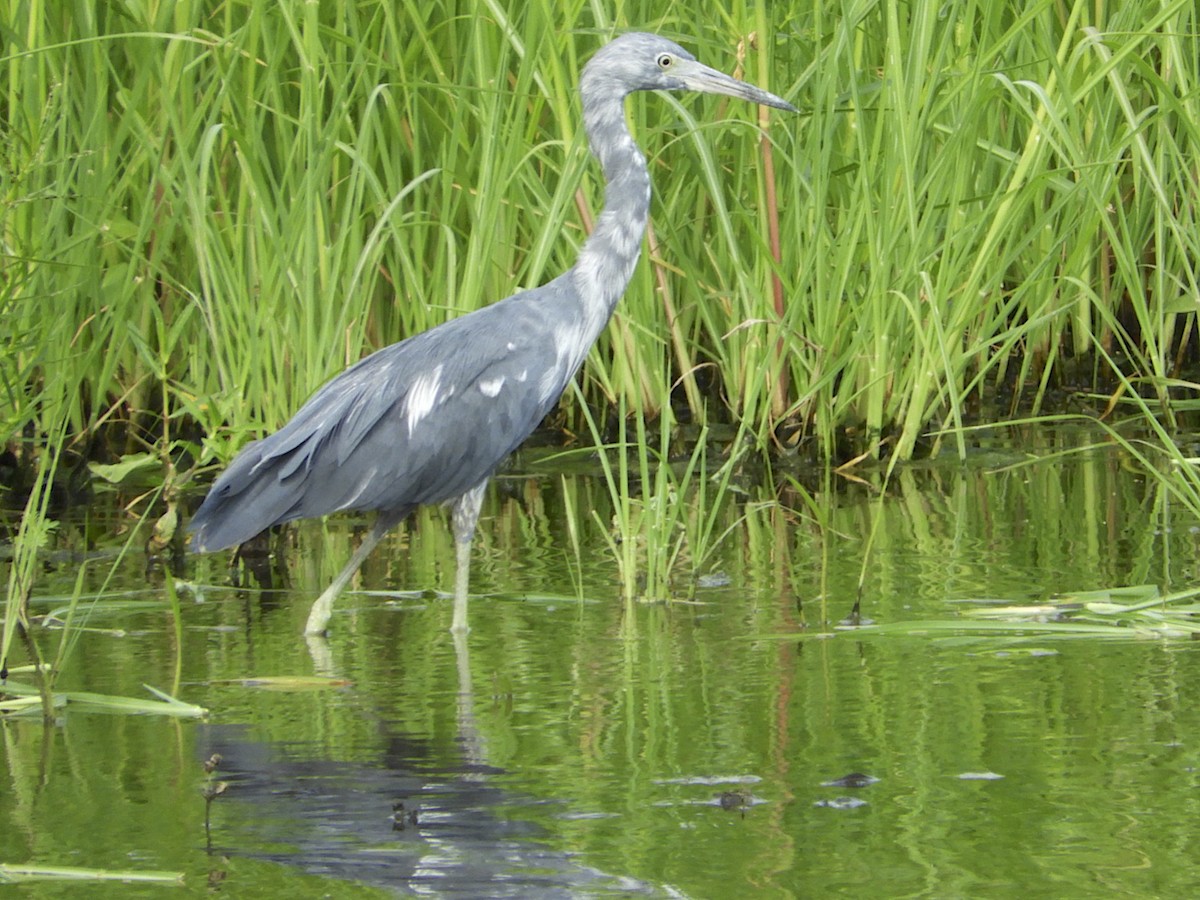 Little Blue Heron - ML109036161