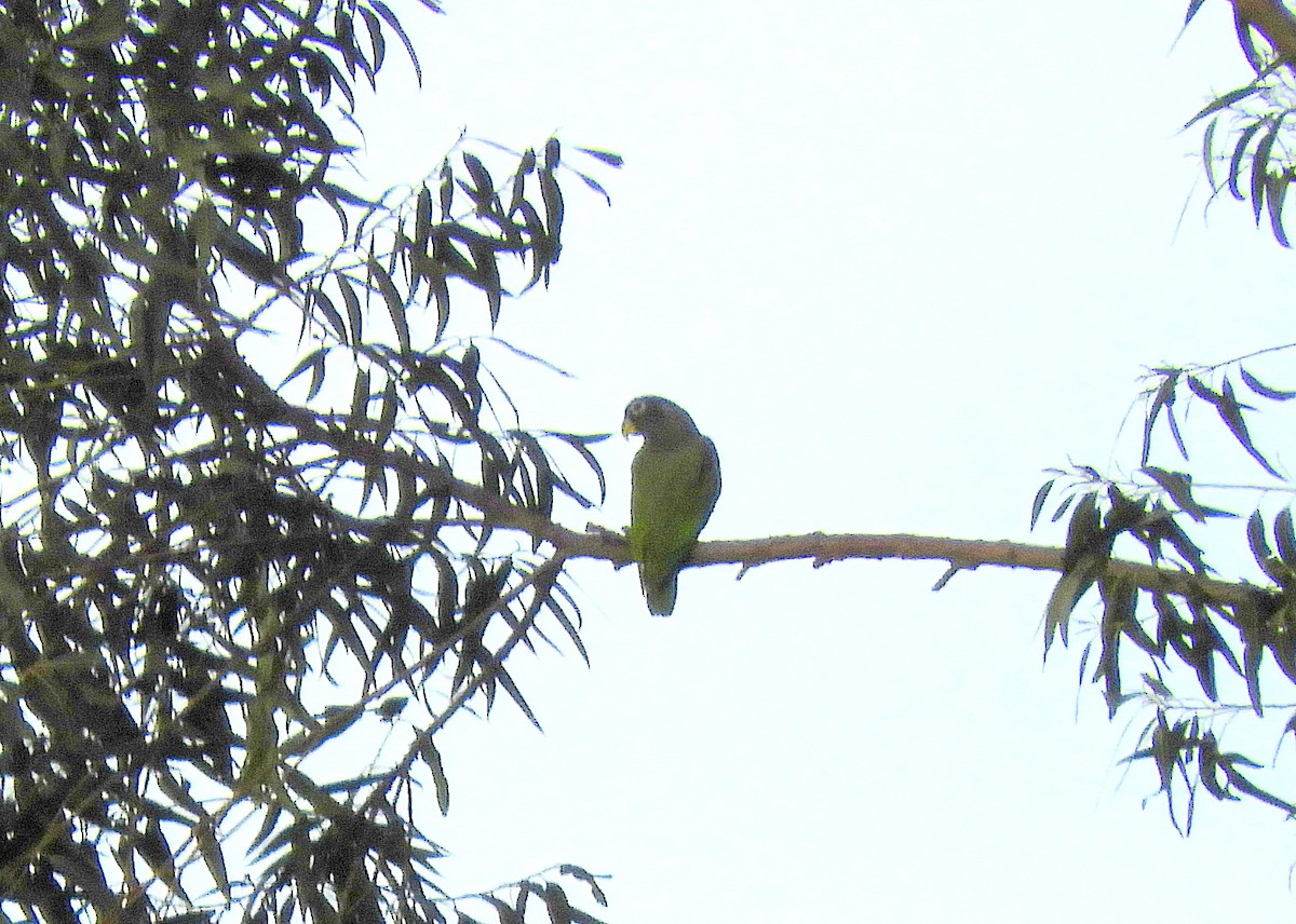 Scaly-headed Parrot - ML109036181