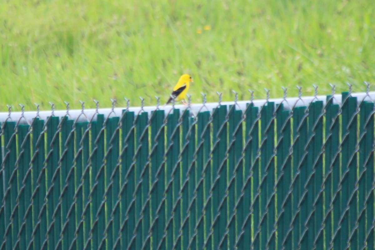 American Goldfinch - ML109036921