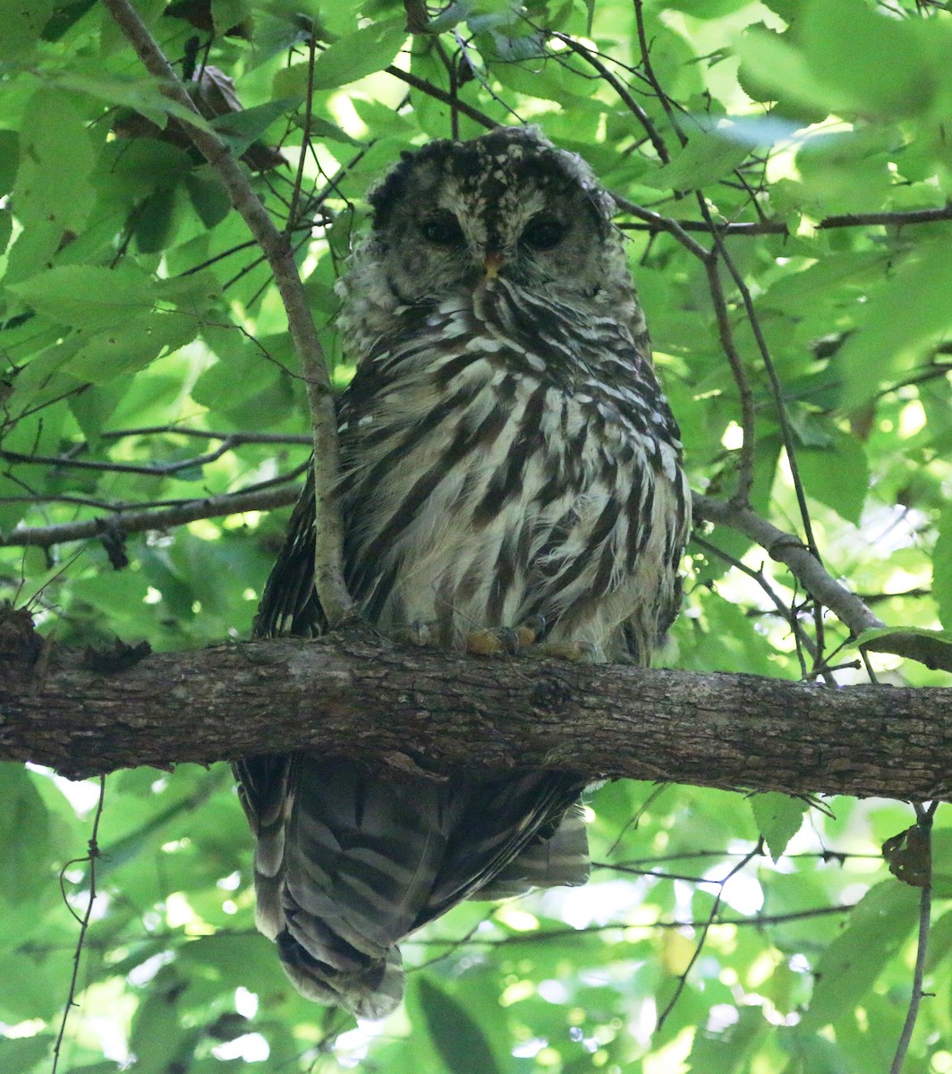 Barred Owl - ML109038651