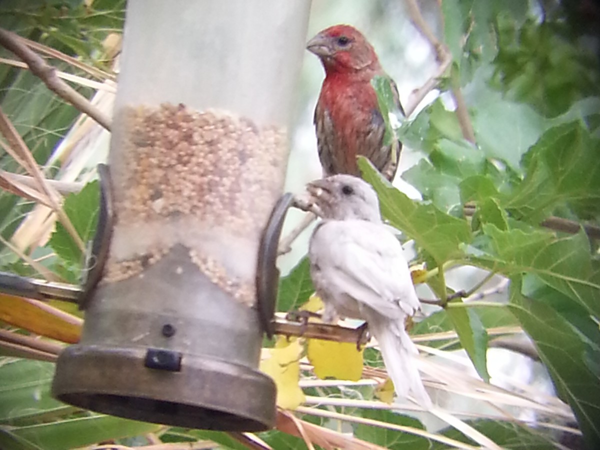 House Finch - Jeff Oliver