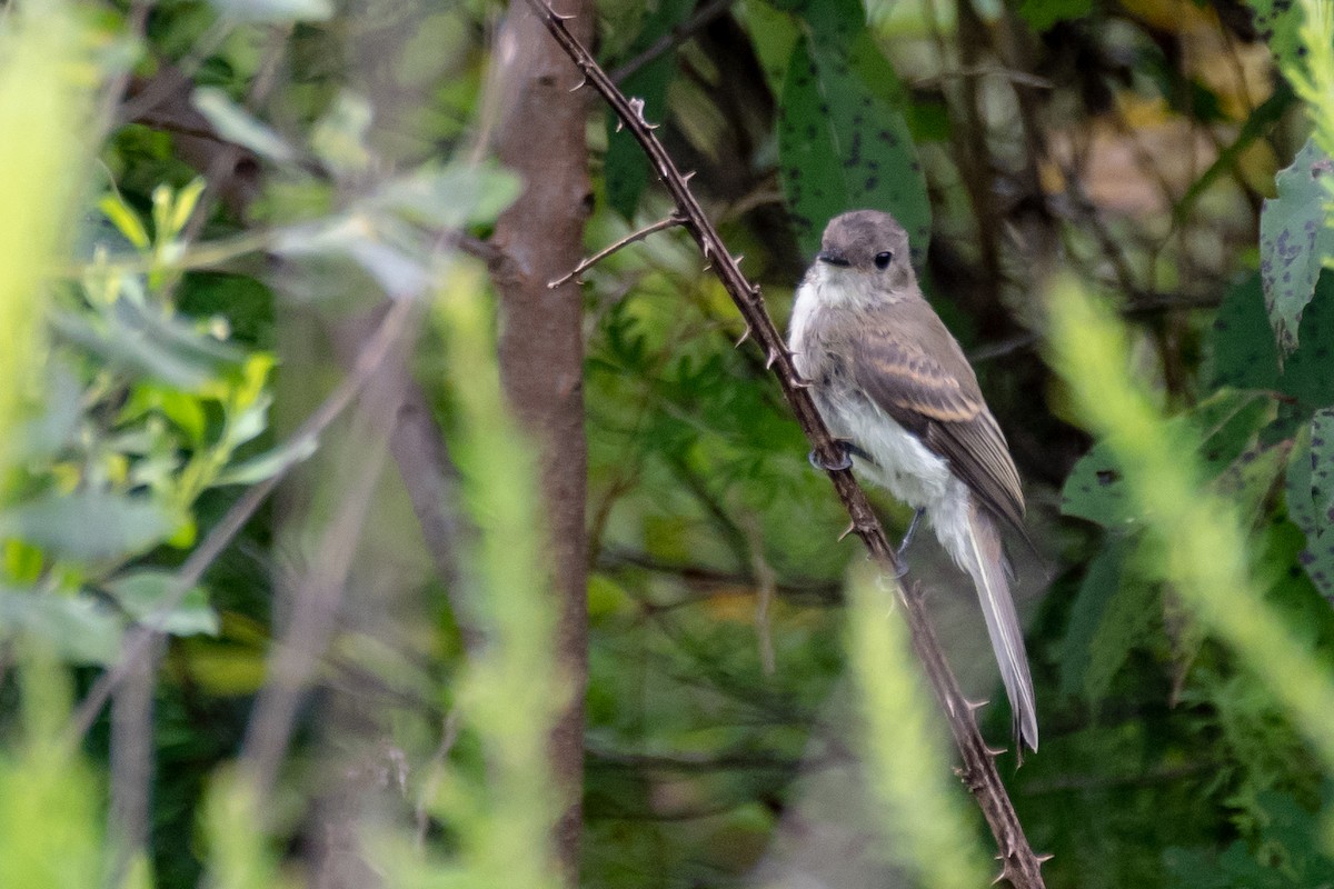 Eastern Phoebe - ML109041311