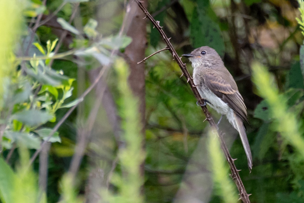 Eastern Phoebe - ML109041321