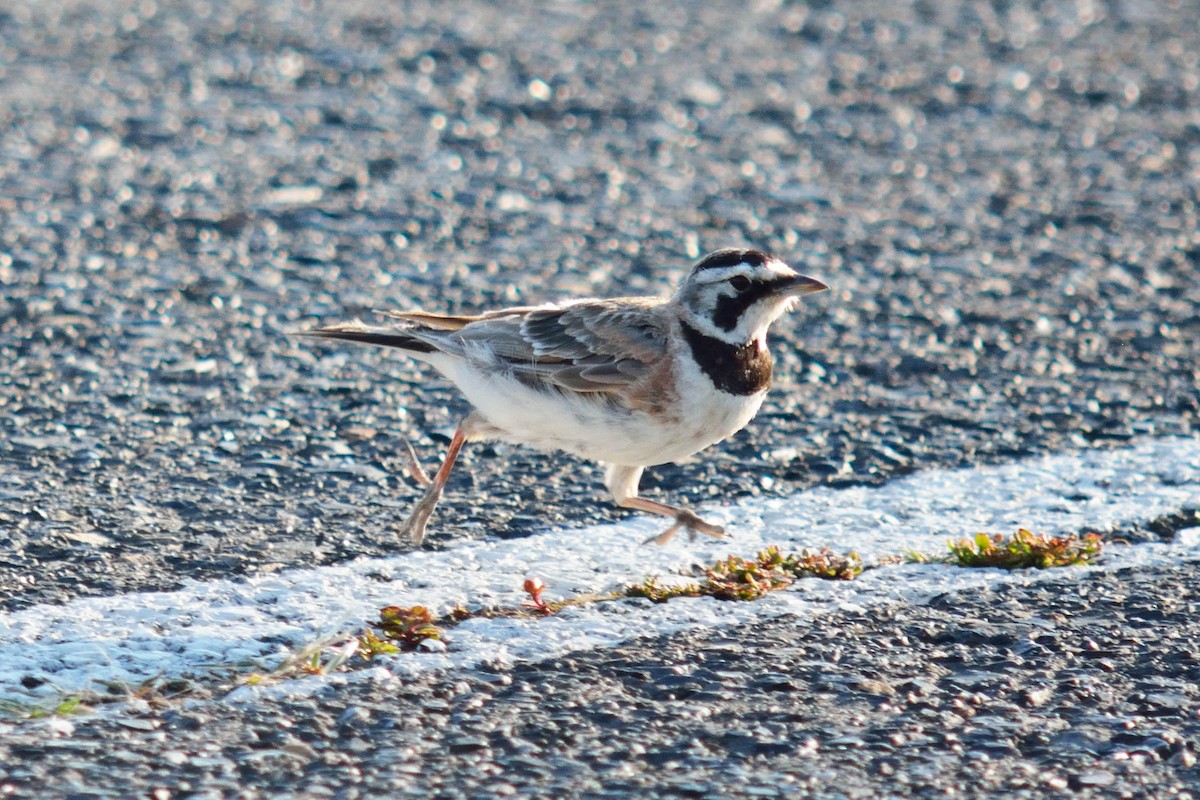 Horned Lark - ML109042131