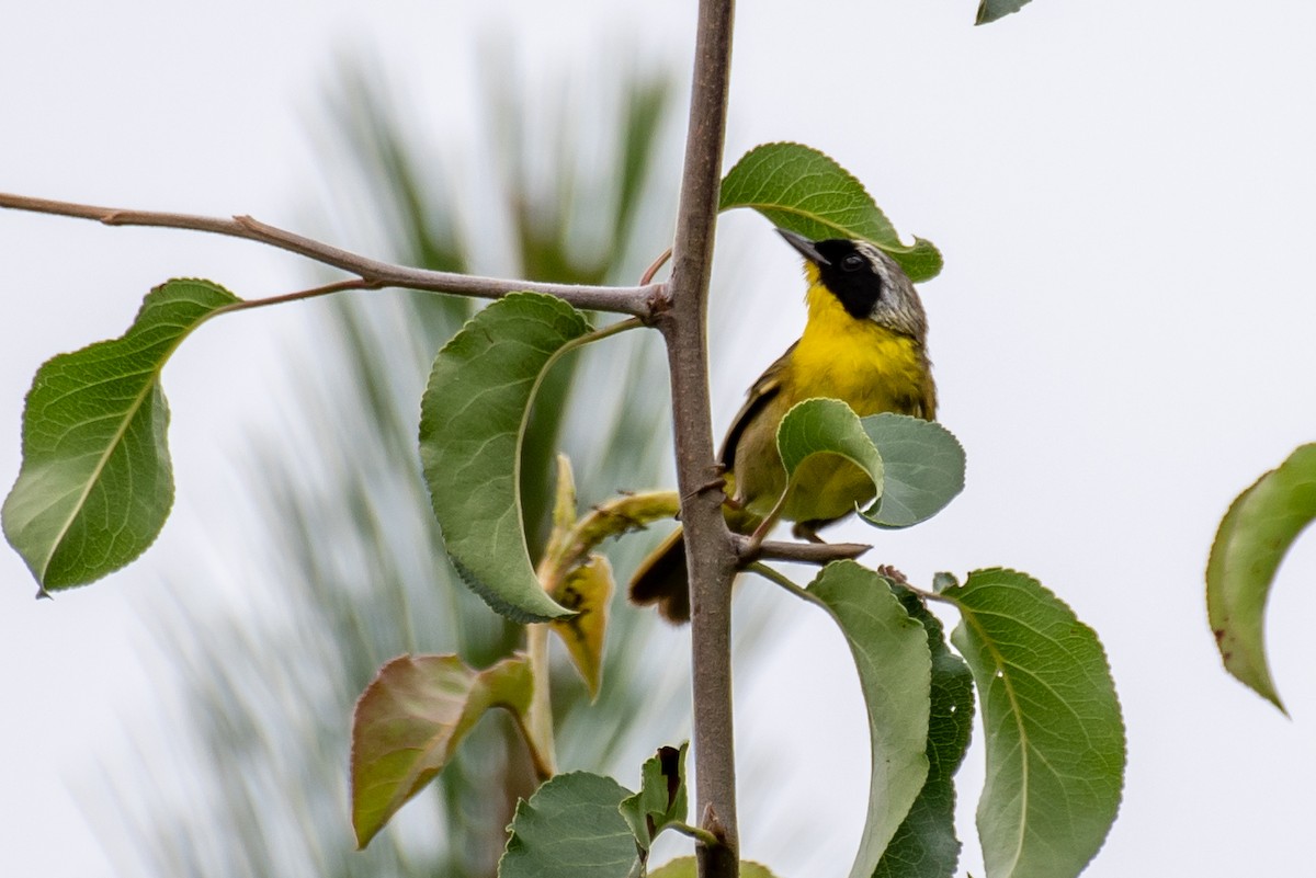 Common Yellowthroat - ML109042361