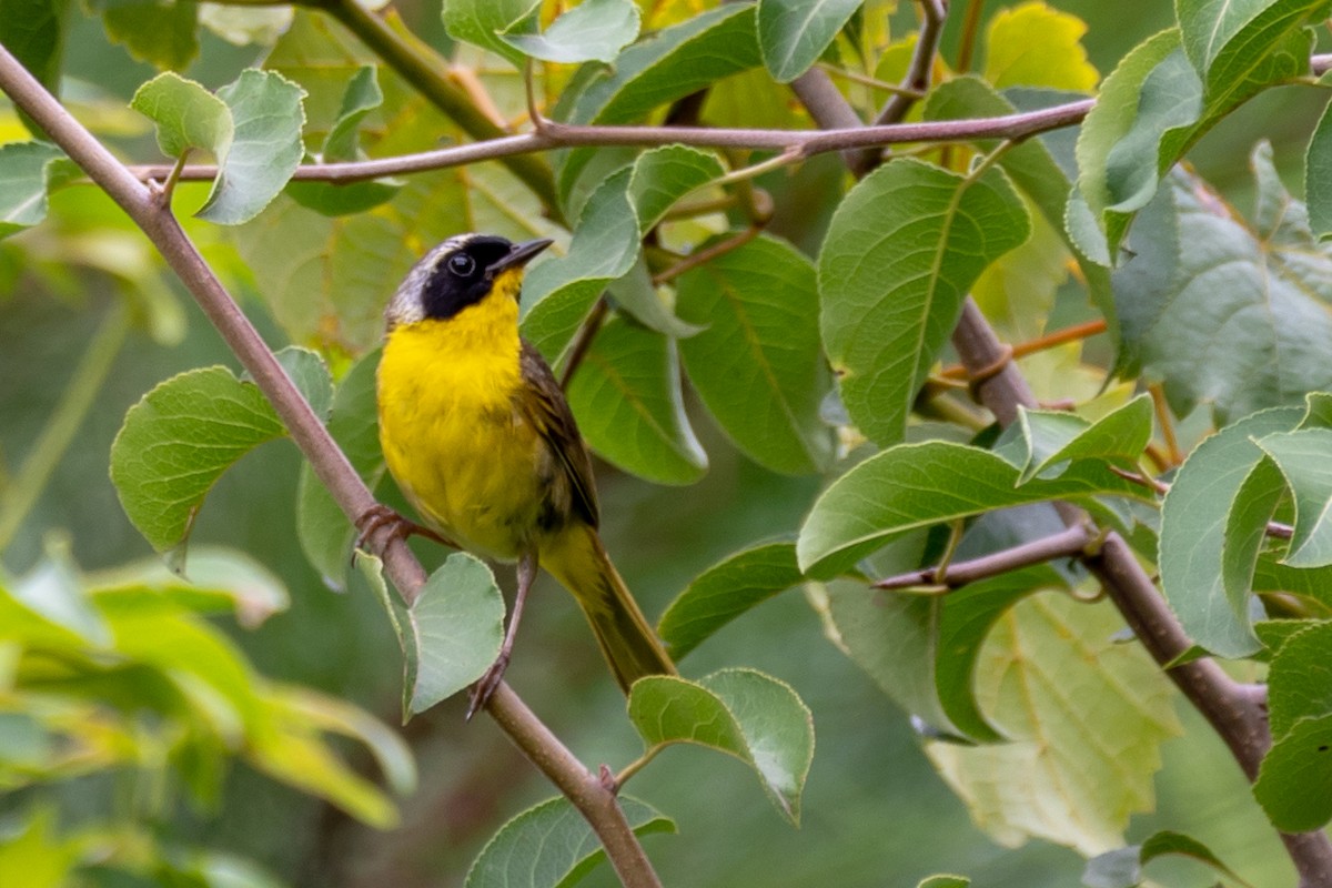 Common Yellowthroat - ML109042371