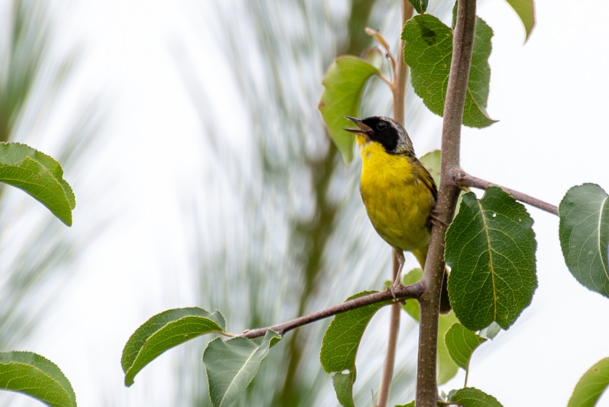 Common Yellowthroat - ML109042381
