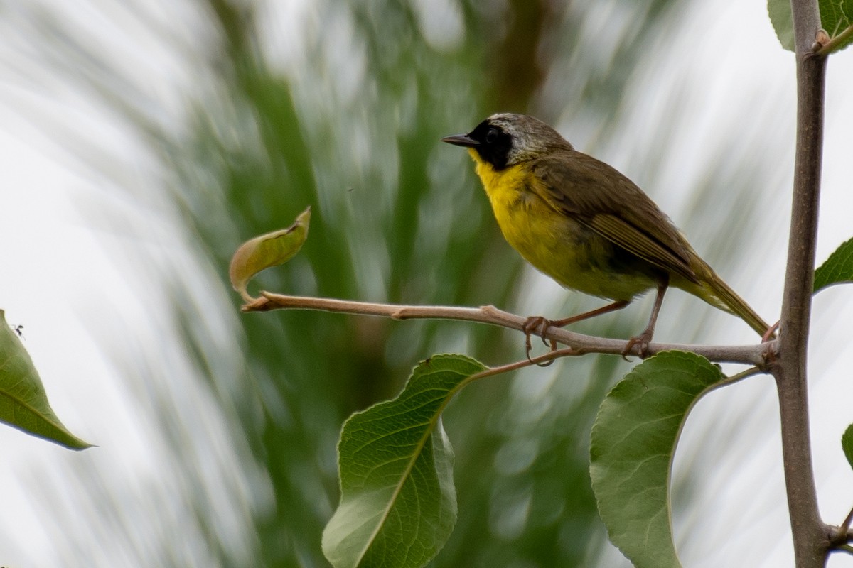 Common Yellowthroat - ML109042391