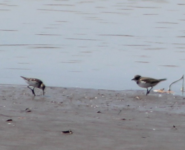 Semipalmated Plover - ML109045611