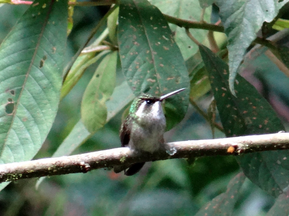 Green-throated Mountain-gem - ML109048101