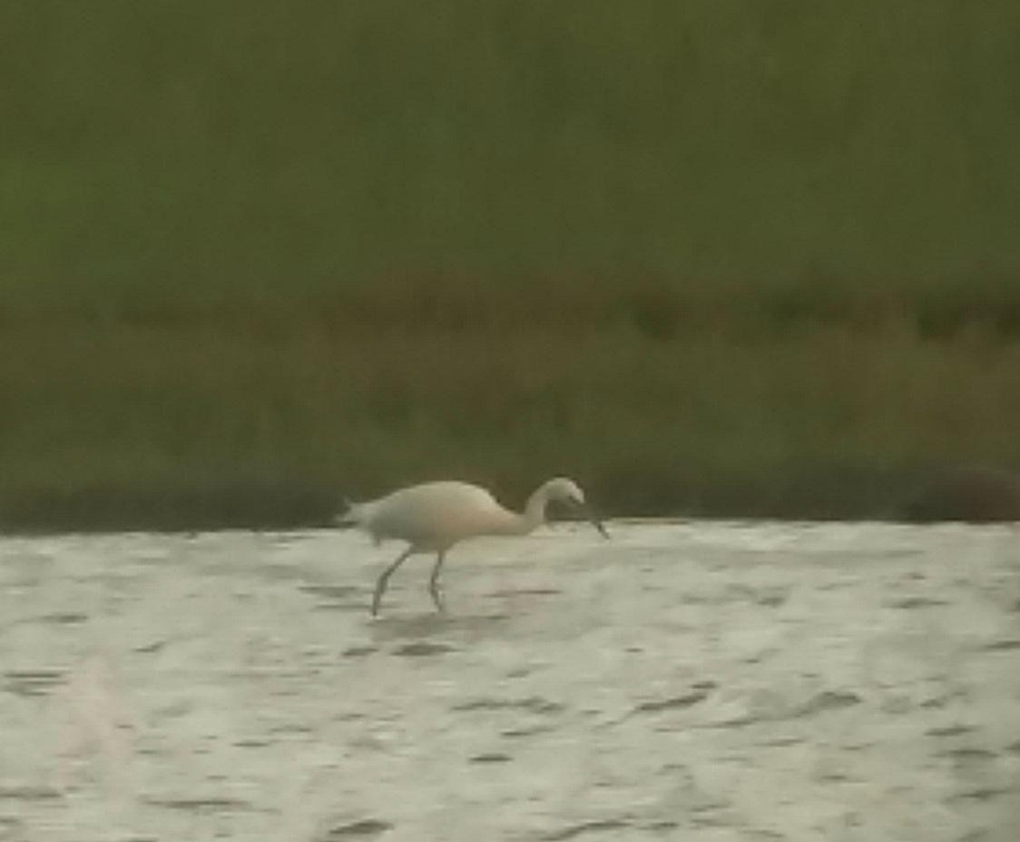 Little Blue Heron - ML109048351
