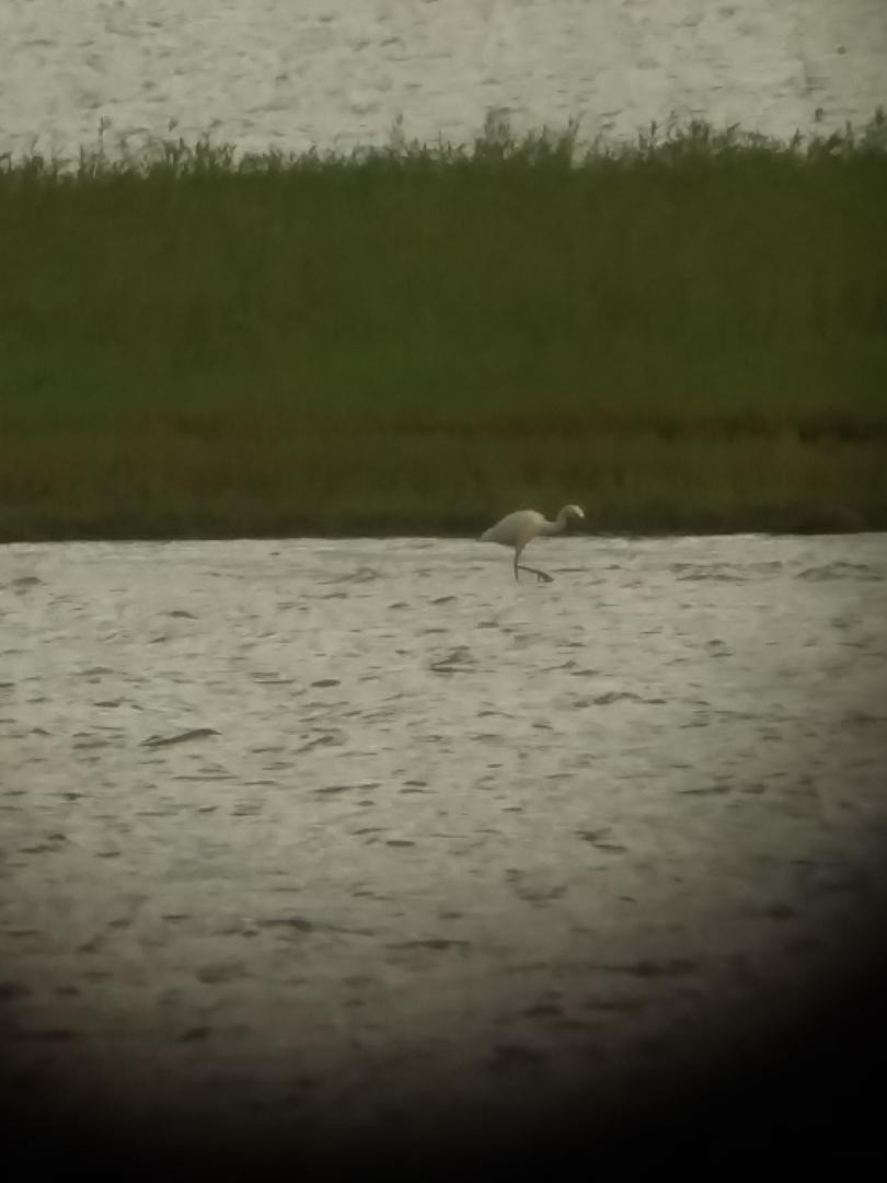 Little Blue Heron - ML109048371