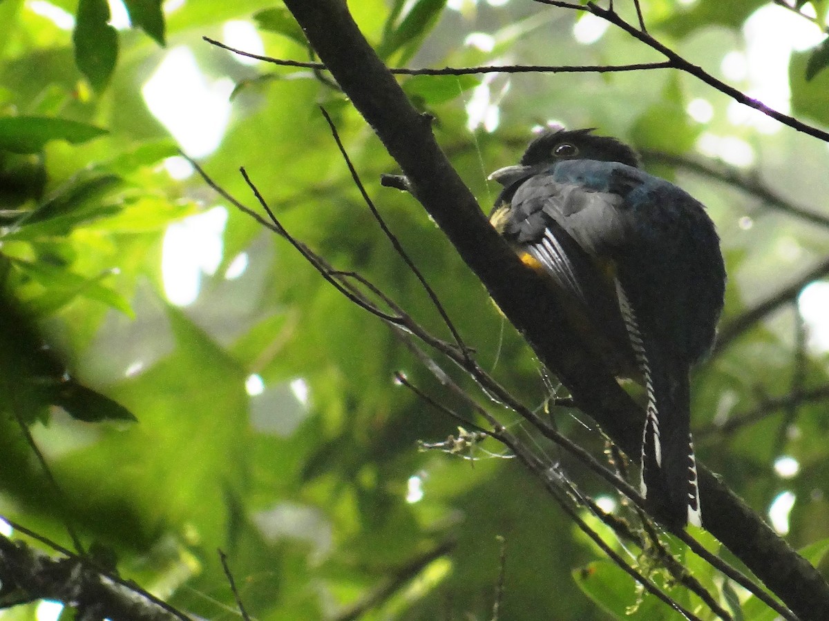 Gartered Trogon - ML109048461