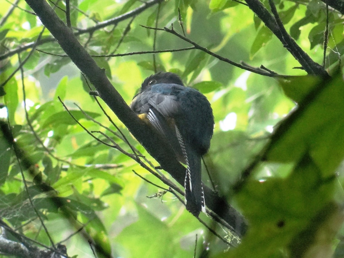 Gartered Trogon - ML109048471