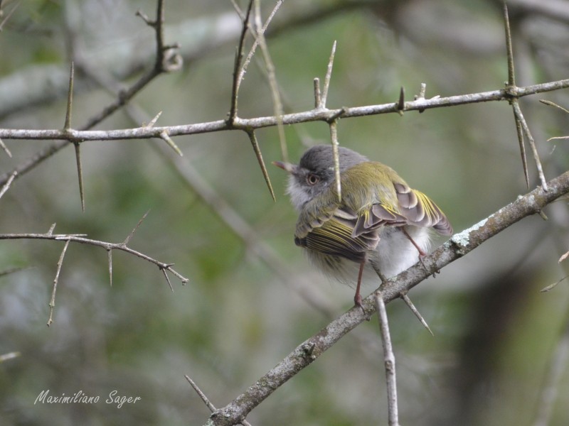 Pearly-vented Tody-Tyrant - ML109049321