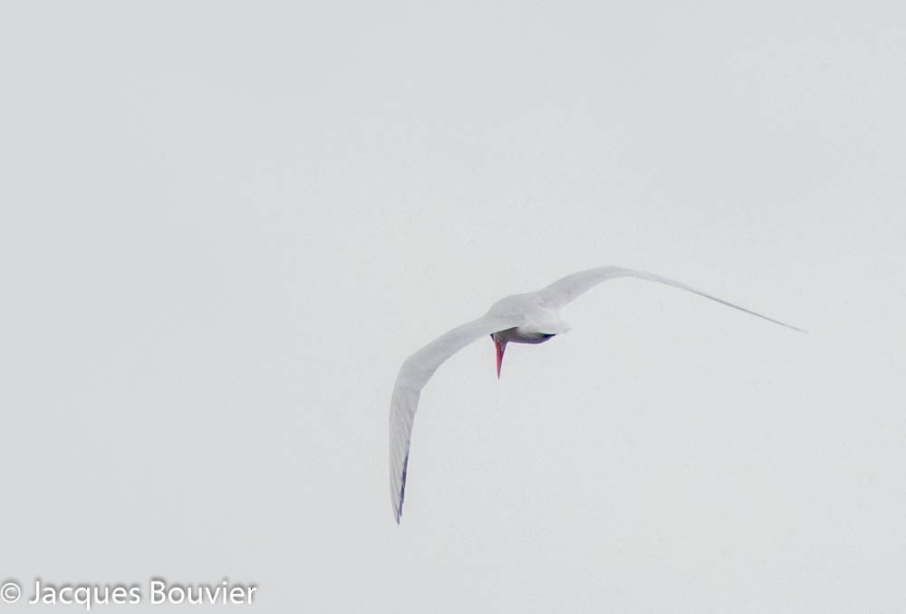 Caspian Tern - ML109050151