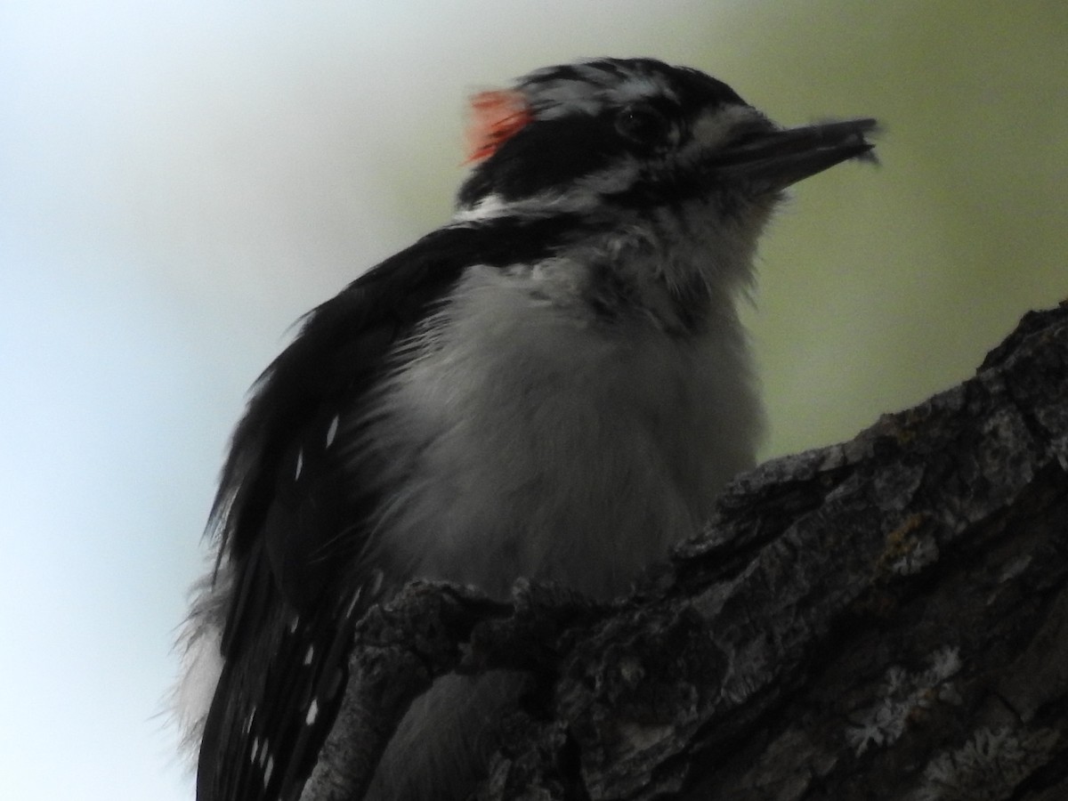 Downy Woodpecker - Brian Ison