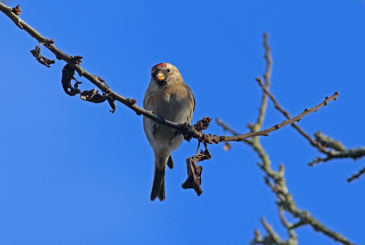 Lesser Redpoll - ML109052011